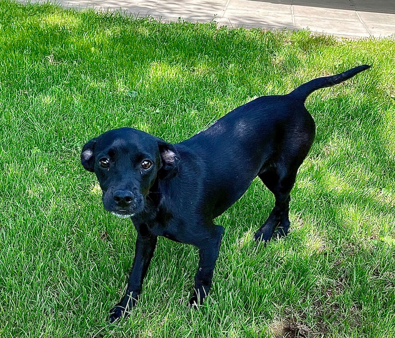 Hunde Strubeli Tierheim Strubeli