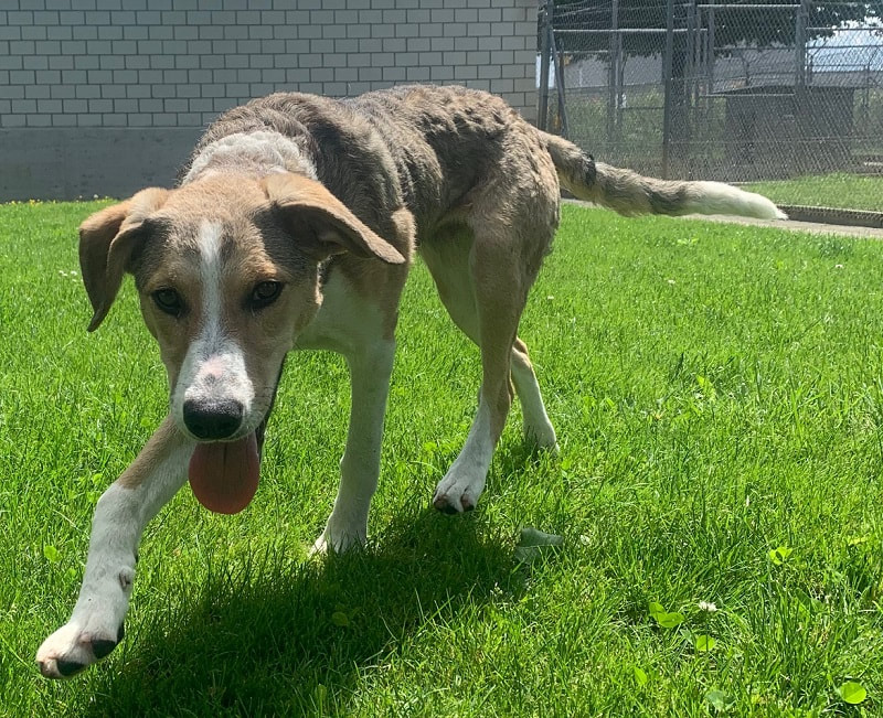 Hunde Vermittlungserfolge Strubeli Tierheim Strubeli